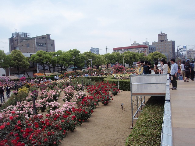 福山市バラ公園にて
